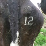 freeze branding - Copy