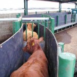 stokbord image with cattle