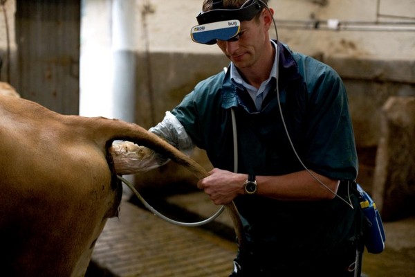 Benefits of Cow Pregnancy Scanning