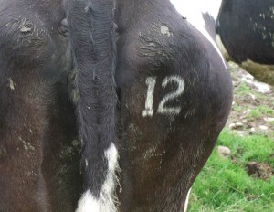 freeze branding cattle