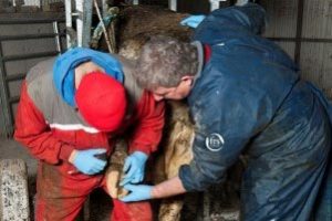 Hoof Care is a Specialised Skill