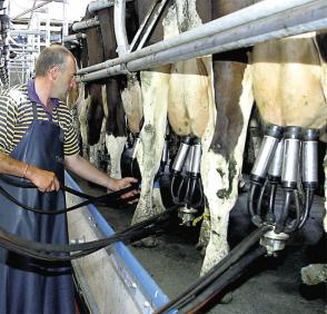 FRS Operator Milking Cows in Milking Parlour