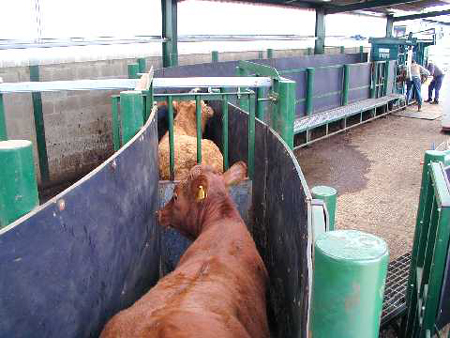 stokbord image with cattle