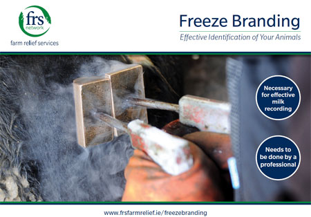 freeze branding cattle
