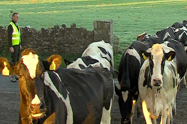 Dairy Farmers Urged to Review Their Hoof Care Practice