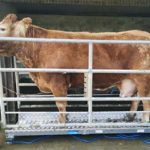 beep-weighing-cow-calf