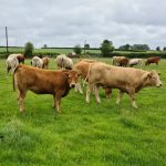 Disease-illness-cattle