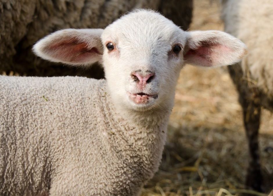 Be Prepared for Lambing Season