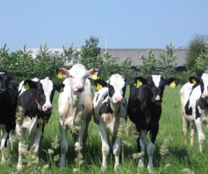 calves-illness-cows