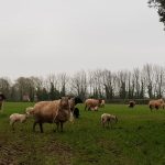 illness-sheep-ireland