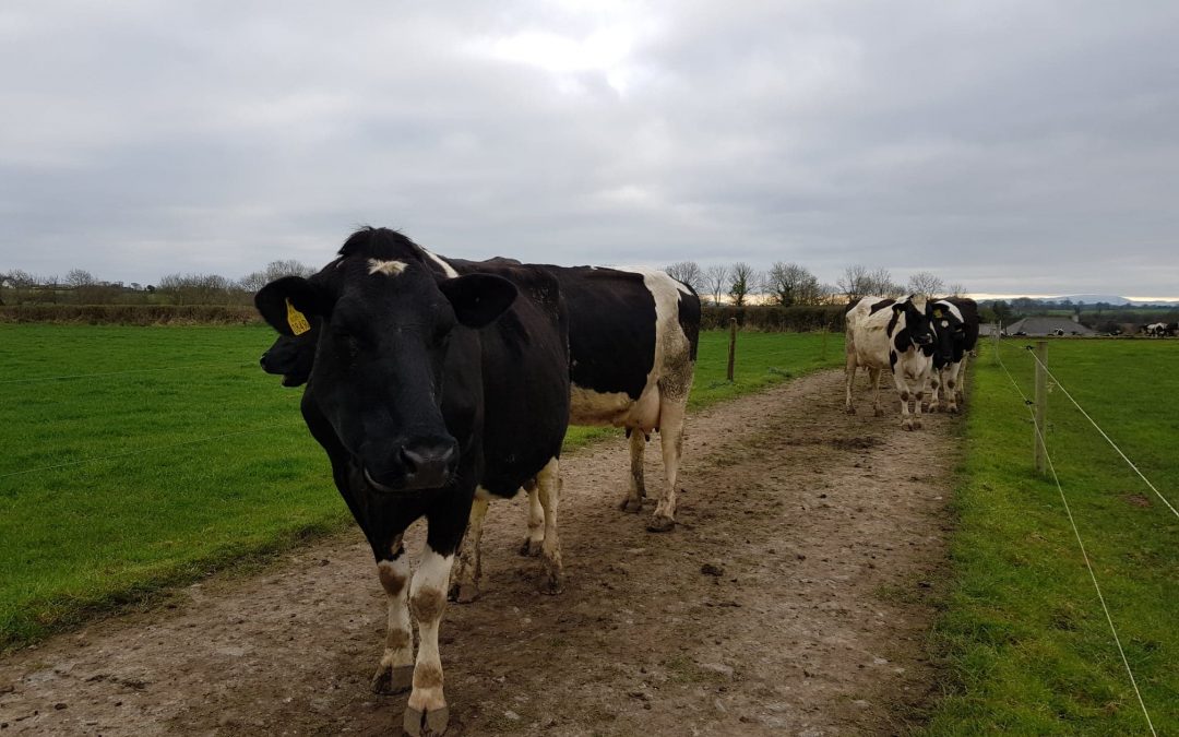 Farmers May Need To Adapt Their Grazing Plans Due To Weather