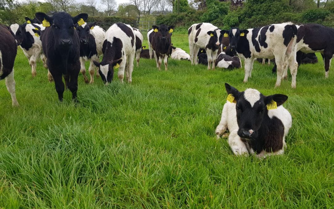 Ensuring Calves Thrive Through Unsettled Weather
