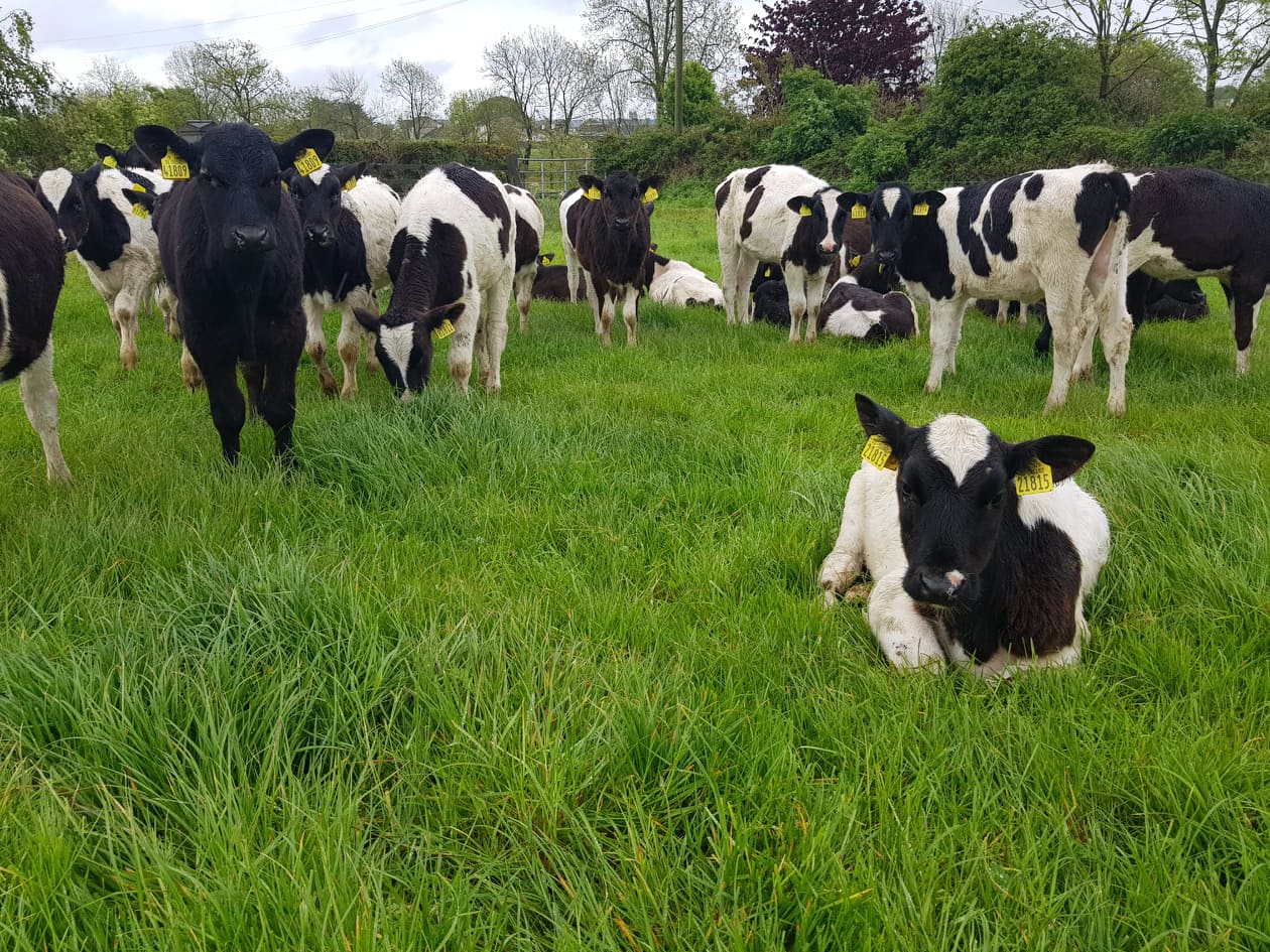Thriving Calves | Spring Herd - FRS Farm Relief Services