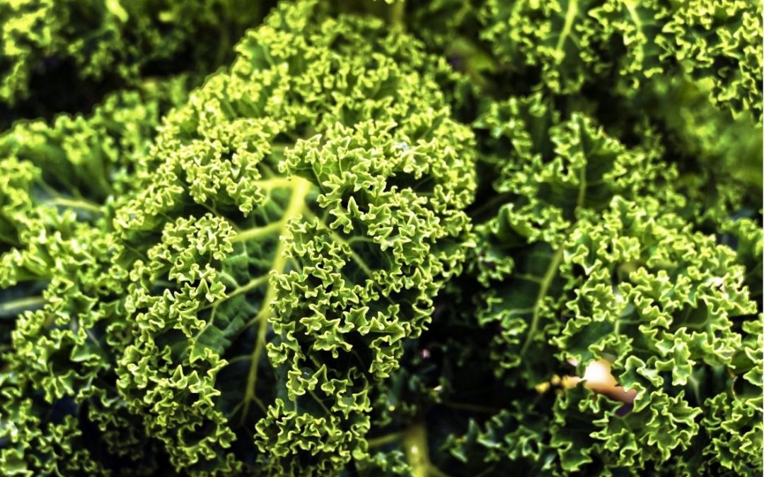 Last Chance for Farmers to Consider Kale for Winter Feed