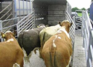 loading-cattle-tips
