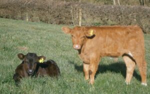 castrate-bull-calves