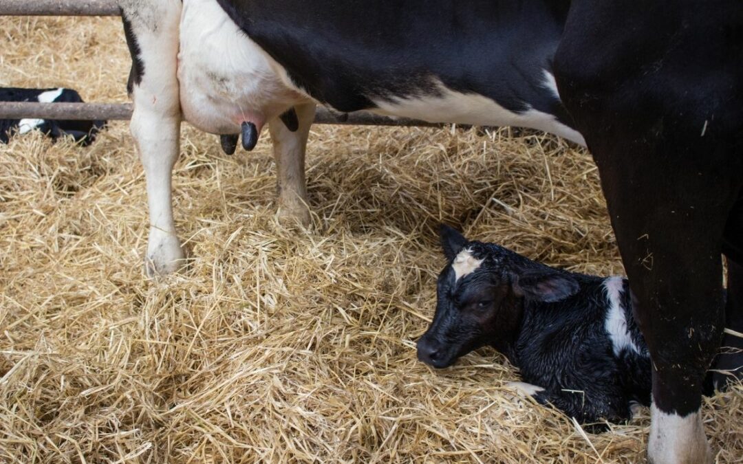The Importance of the Golden Hour When Calf Rearing
