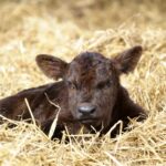calving-workload-ireland