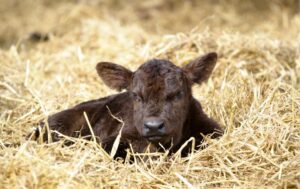 calving-workload-ireland