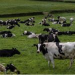 grass-cows-field