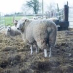 ewe-lamb-health