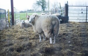 ewe-lamb-health