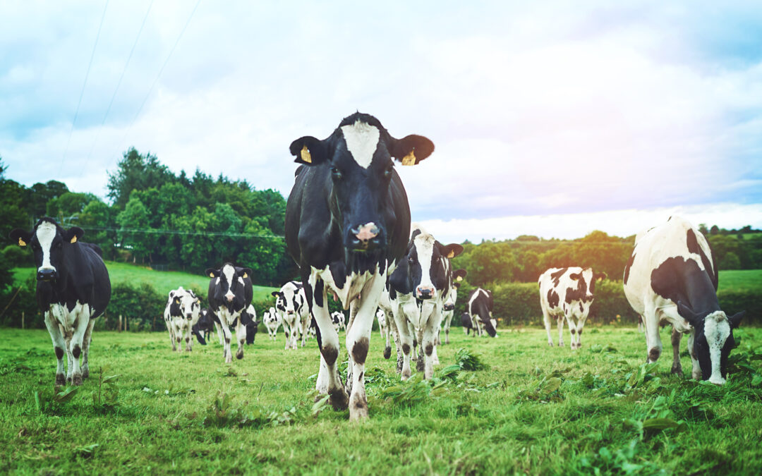 Is Hot Weather Affecting Your Milk Quality?