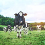 heat-cows-irish