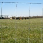 sheep-wire-fence