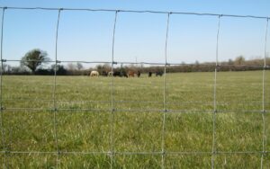 sheep-wire-fence
