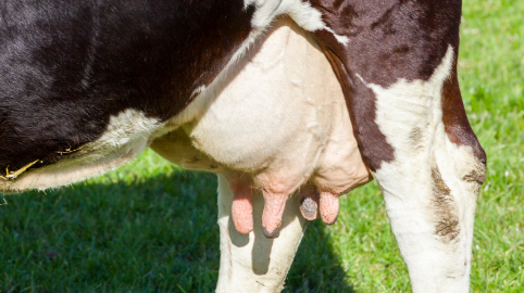 Summer Mastitis: Symptoms, Treatment and Prevention