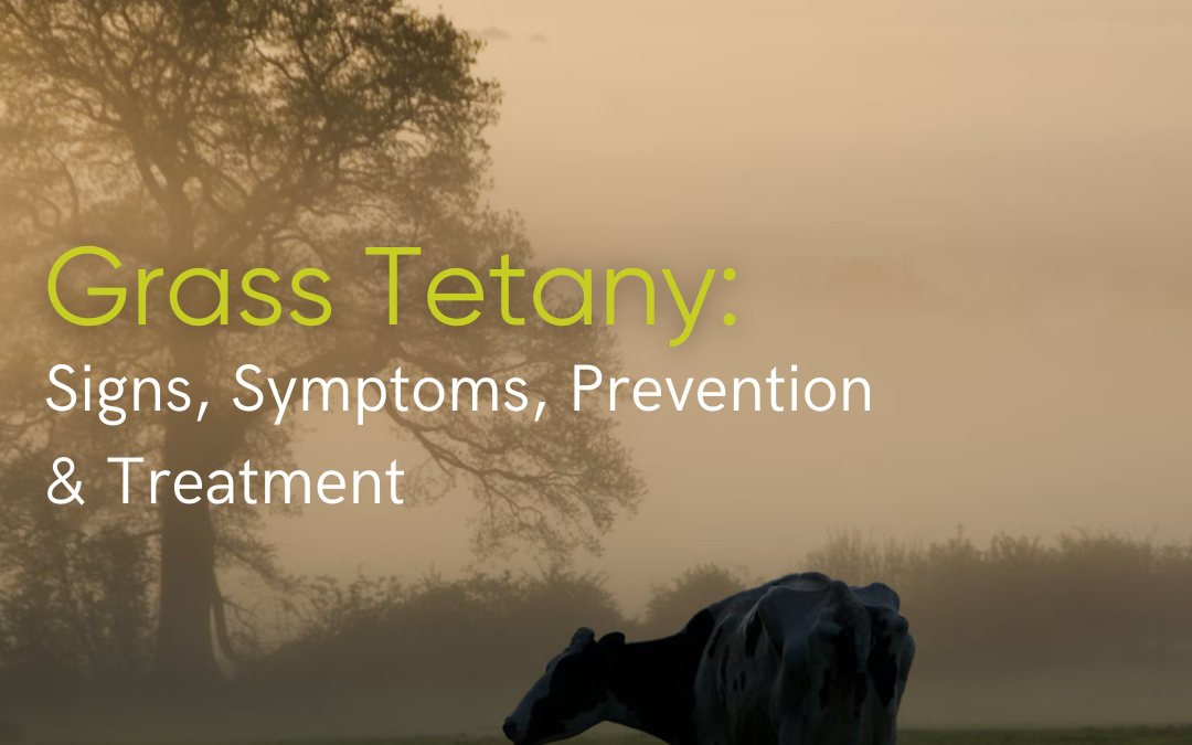Grass Tetany – Signs, Symptoms, Prevention & Treatment