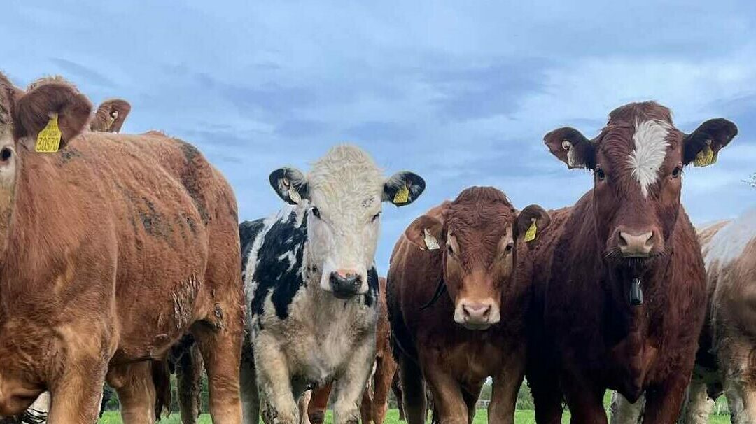 How to Keep Cows Cycling and Conception High