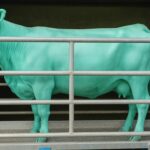 Why Cattle Weighing Is a Smart Step for Irish Farmers